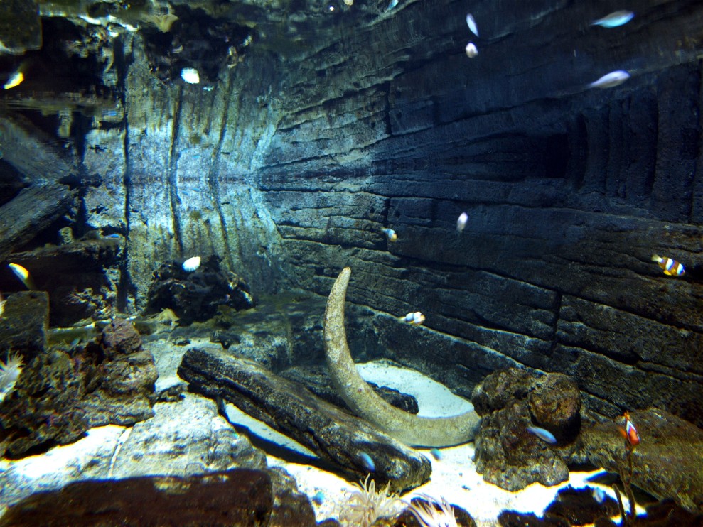 Randers Tropical Zoo - Aquarium