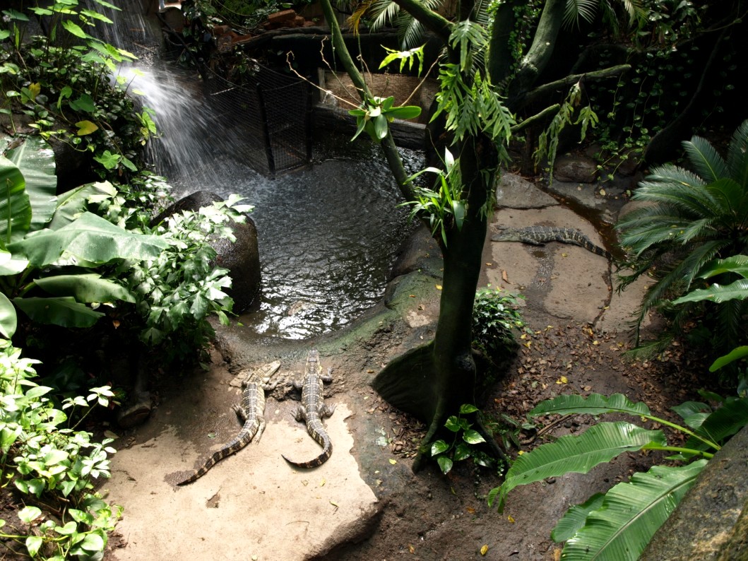 Randers Tropical Zoo - Asia Dome (Alligator exhibit)