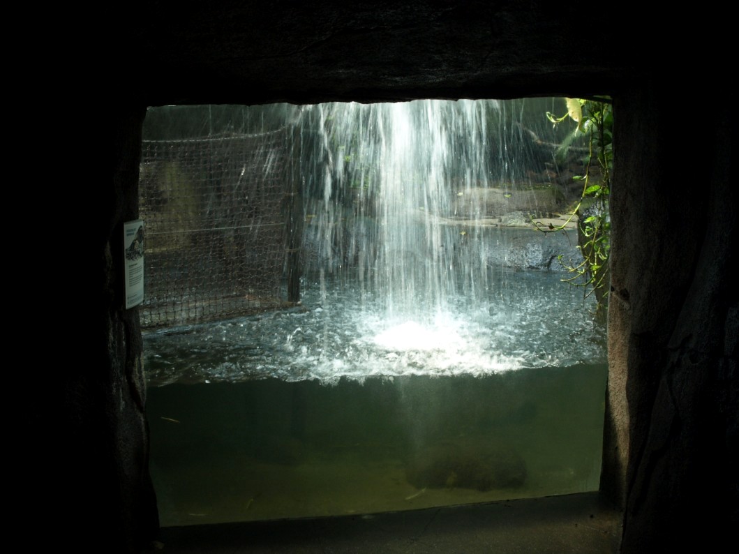 Randers Tropical Zoo - Asia Dome (Alligator viewing)