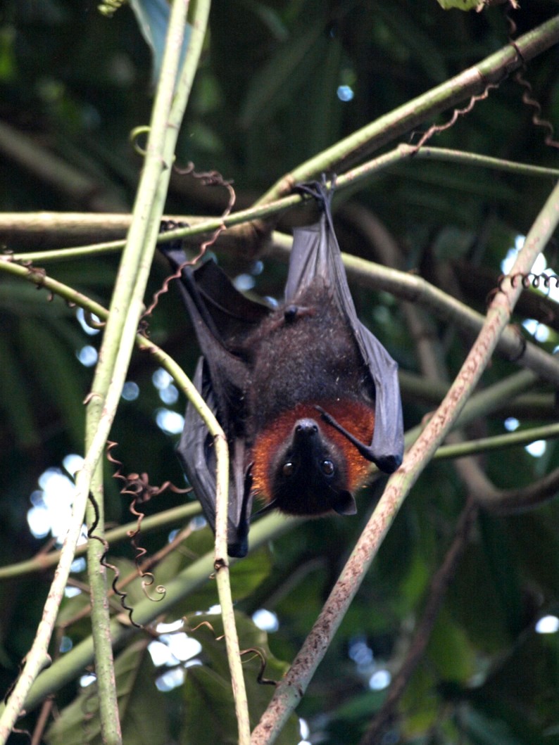 Randers Tropical Zoo - Asia Dome (Flying fox)