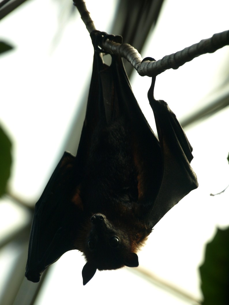 Randers Tropical Zoo - Asia Dome (Flying fox)