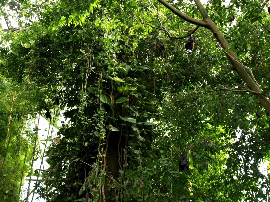 Randers Tropical Zoo - Asia Dome (Flying foxes)
