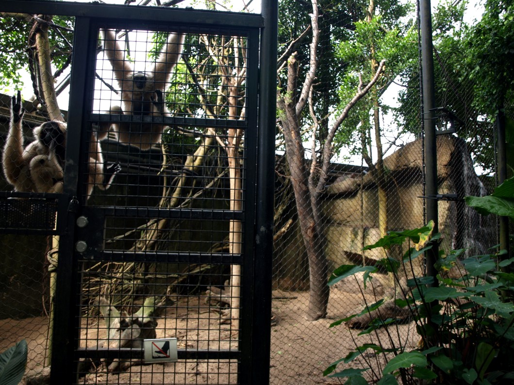 Randers Tropical Zoo - Asia Dome (Gibbon/otter exhibit)