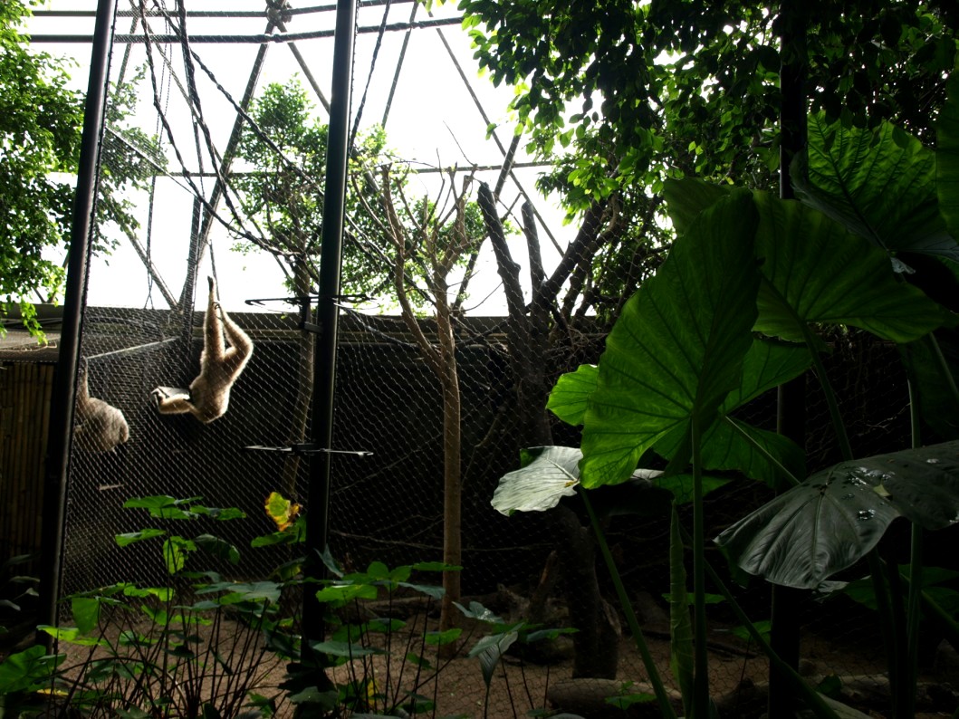 Randers Tropical Zoo - Asia Dome (Gibbon/otter exhibit)