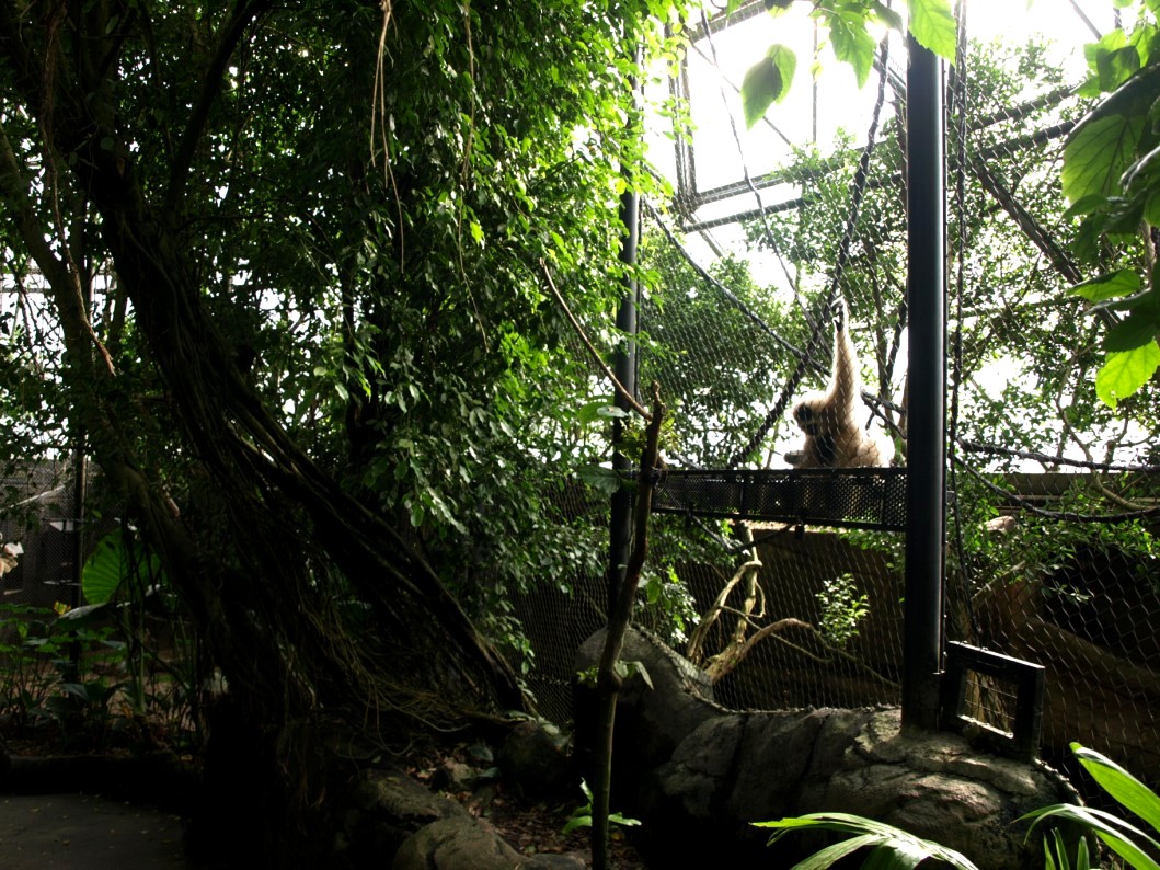 Randers Tropical Zoo - Asia Dome (Gibbon/otter exhibit)