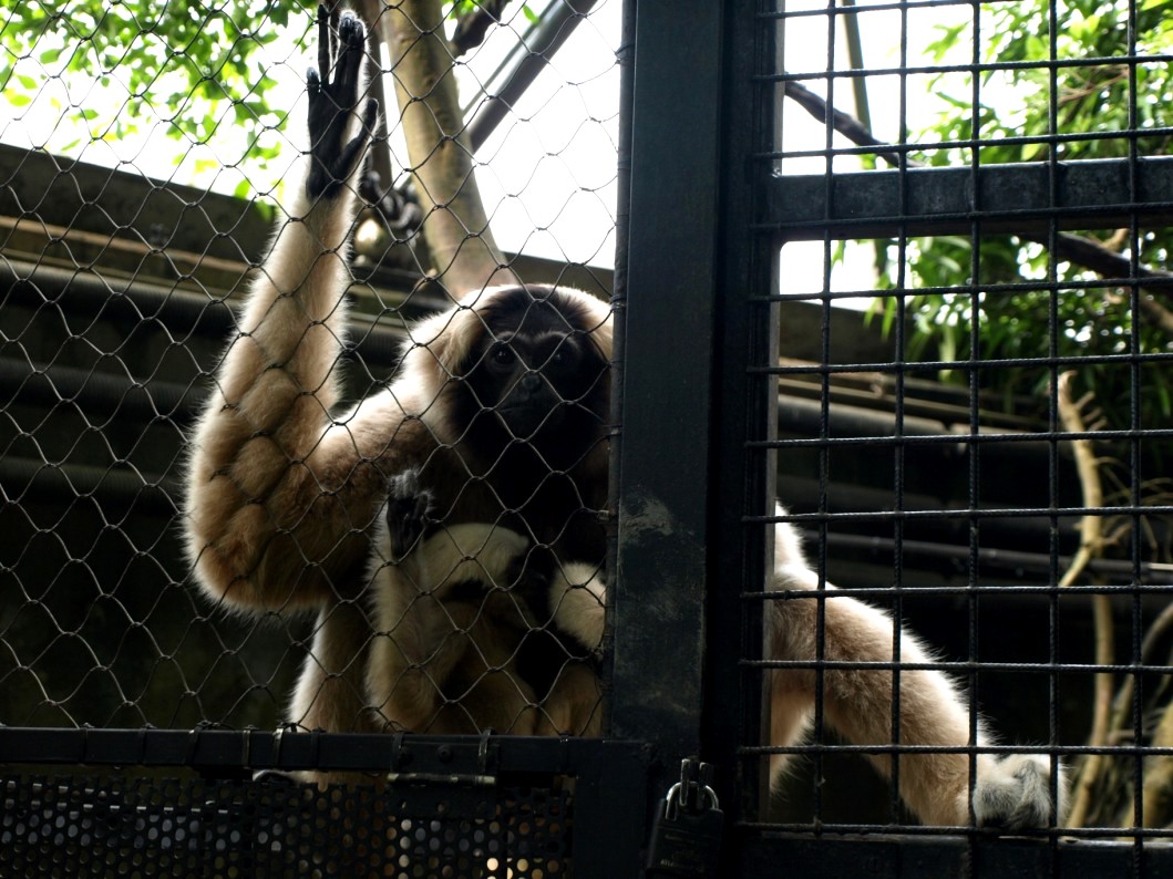 Randers Tropical Zoo - Asia Dome (Pileated gibbon)