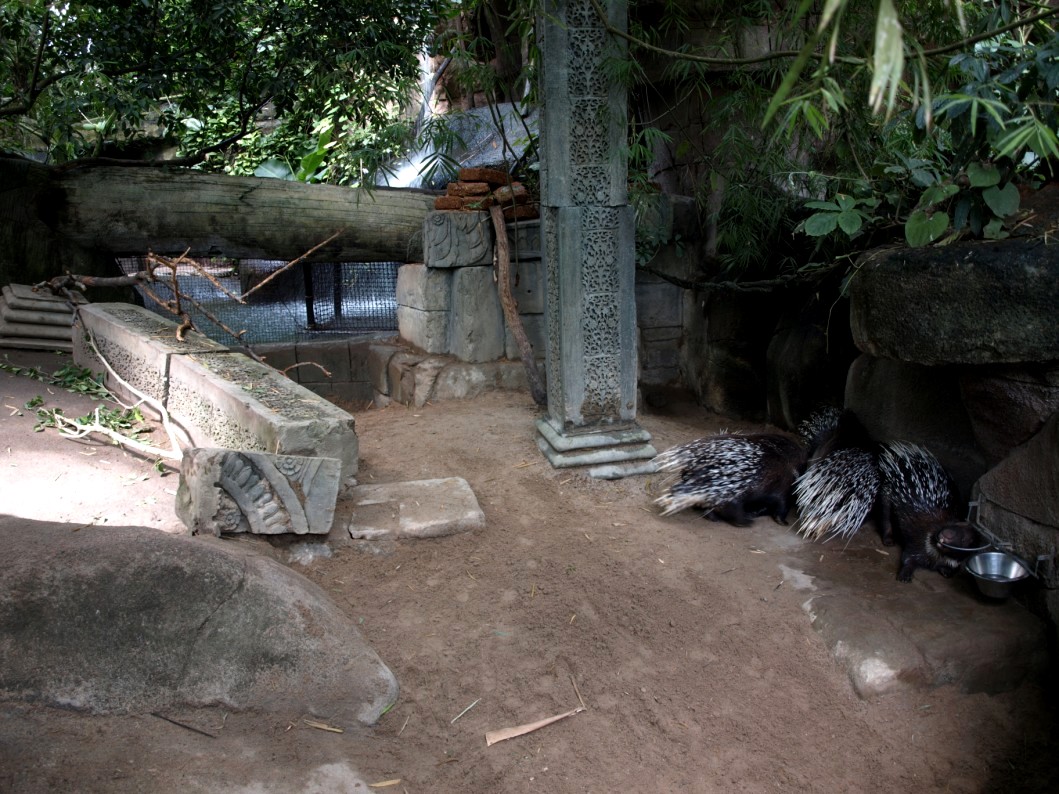 Randers Tropical Zoo - Asia Dome (Porcupine exhibit)