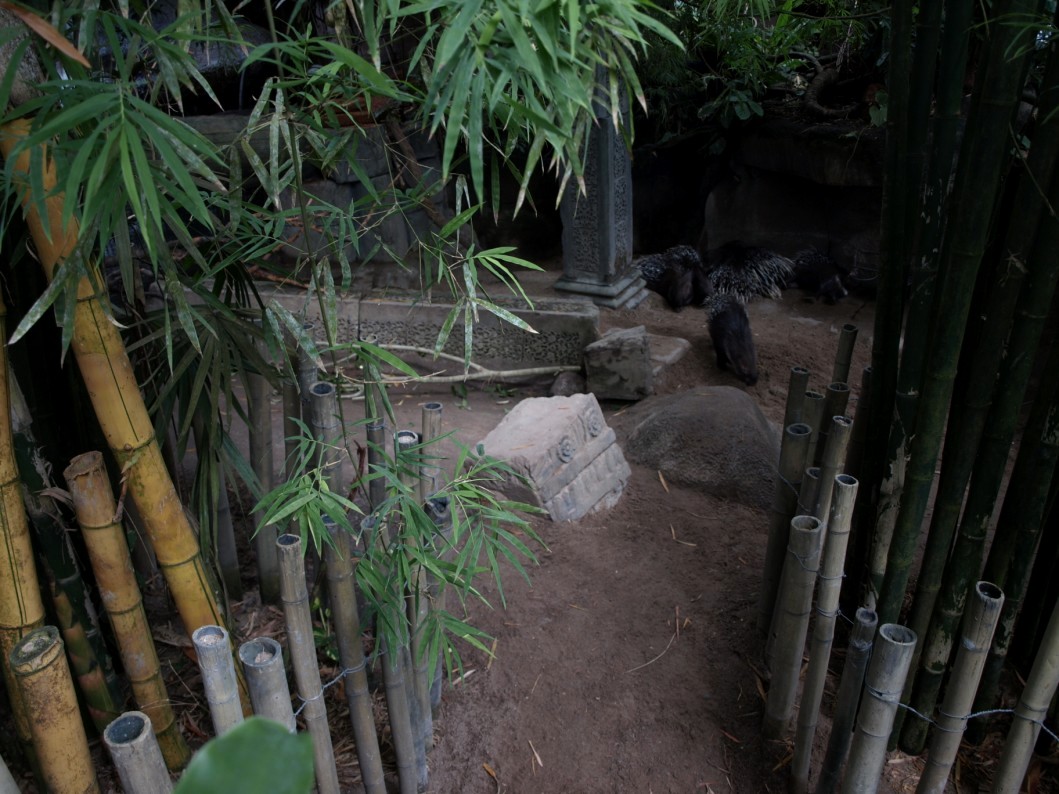 Randers Tropical Zoo - Asia Dome (Porcupine exhibit)