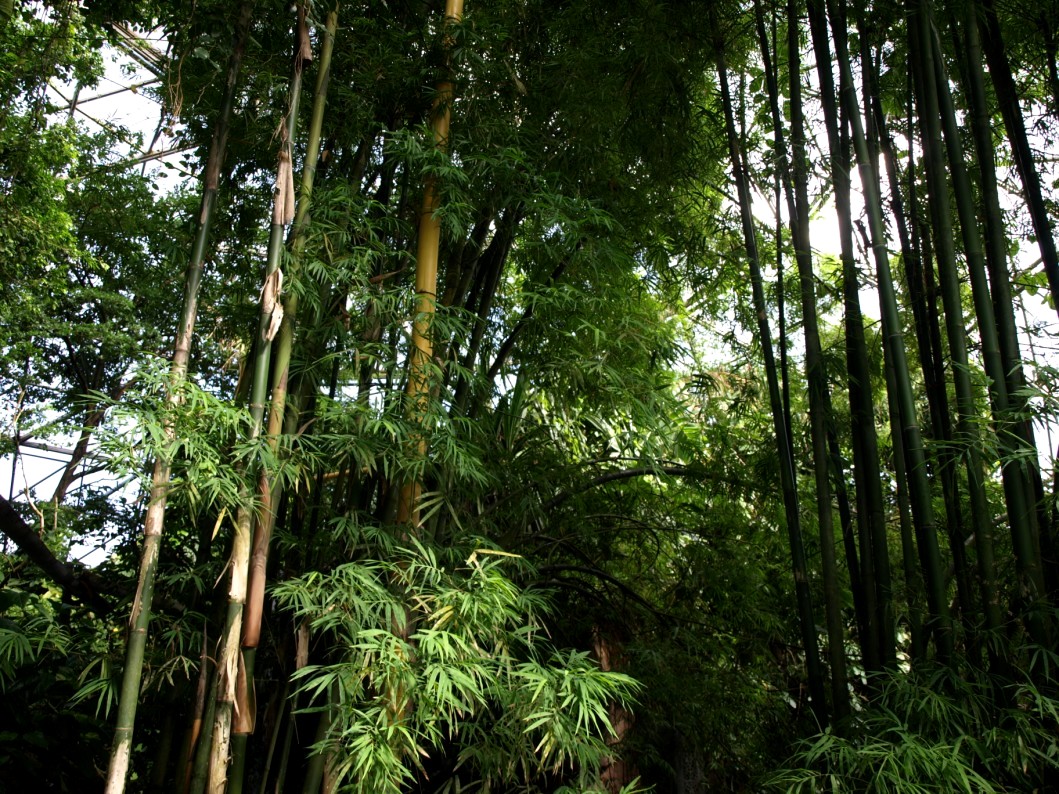 Randers Tropical Zoo - Asia Dome