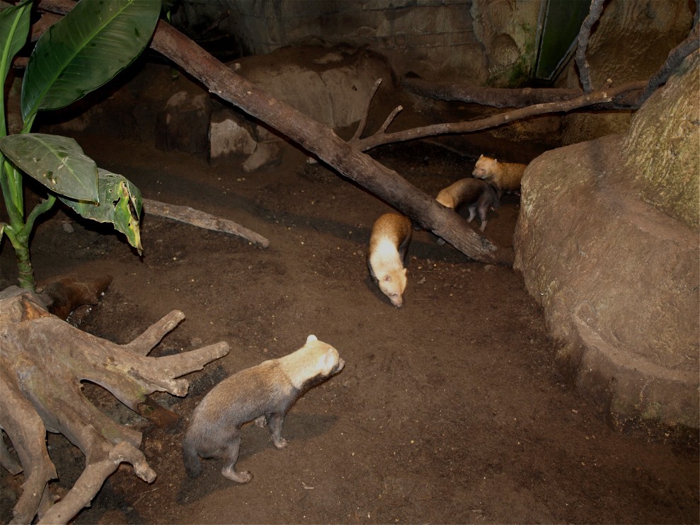 Randers Tropical Zoo - Bush dogs