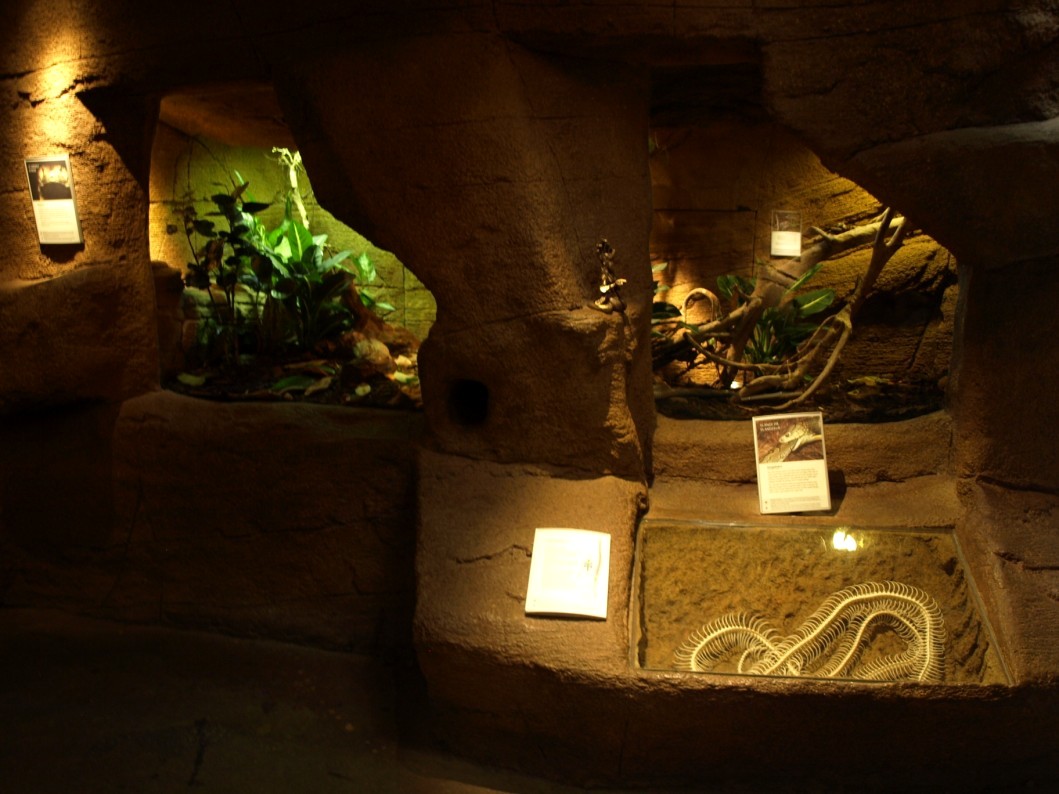 Randers Tropical Zoo - Diorama Hall (Indian cobra)