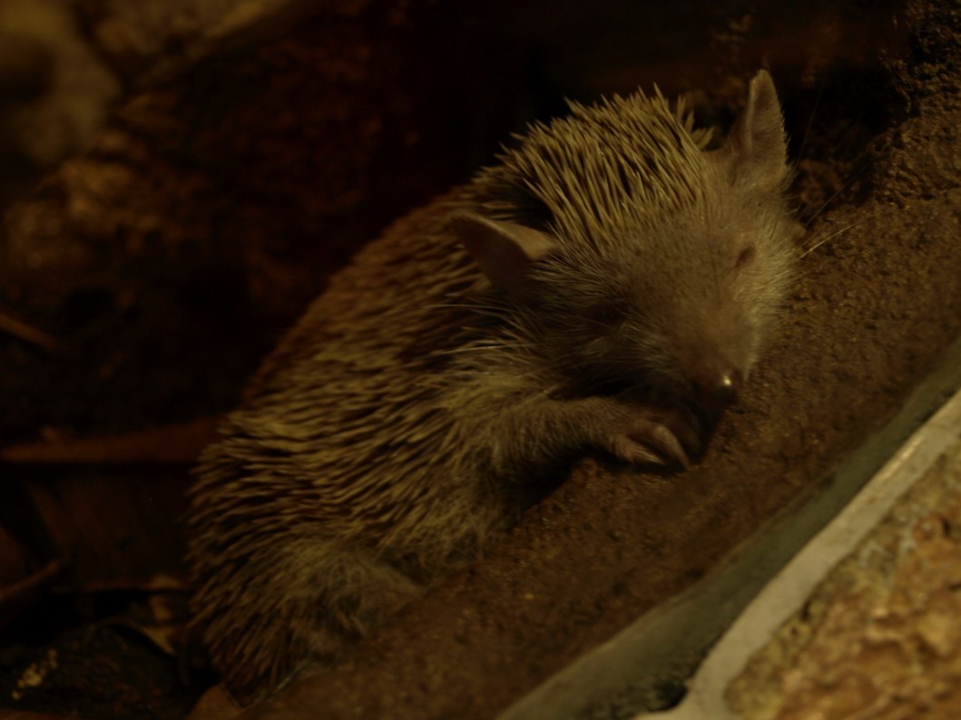 Randers Tropical Zoo - Diorama Hall (Tenrec)