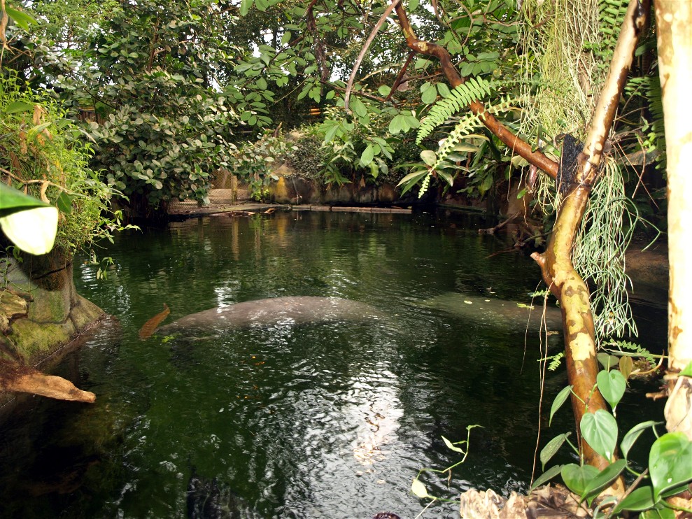 Randers Tropical Zoo - Manatees