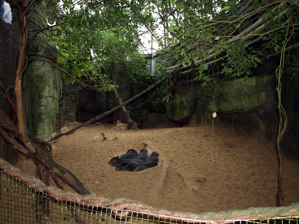 Randers Tropical Zoo - Peccaries