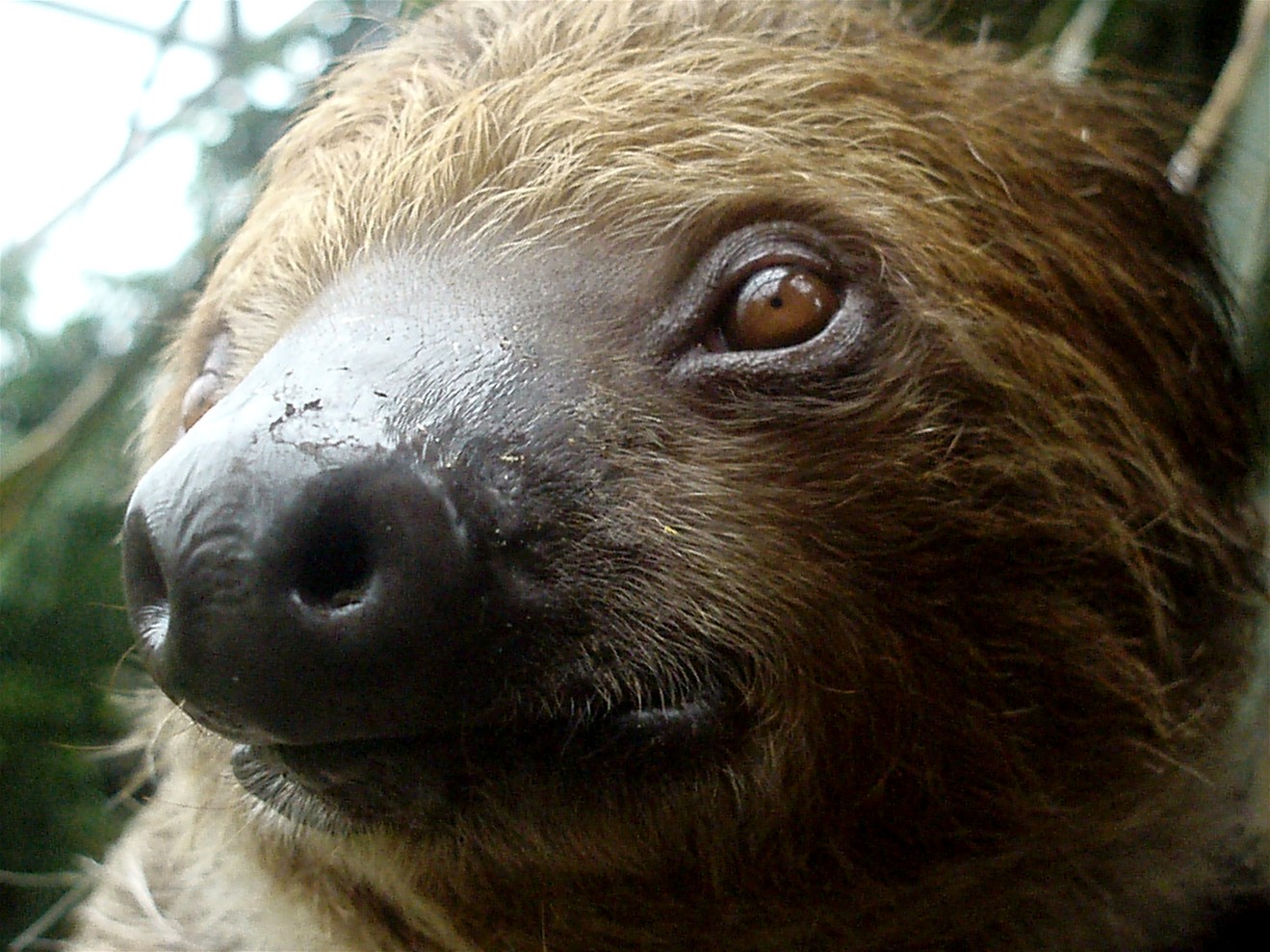 Randers Tropical Zoo - Sloth