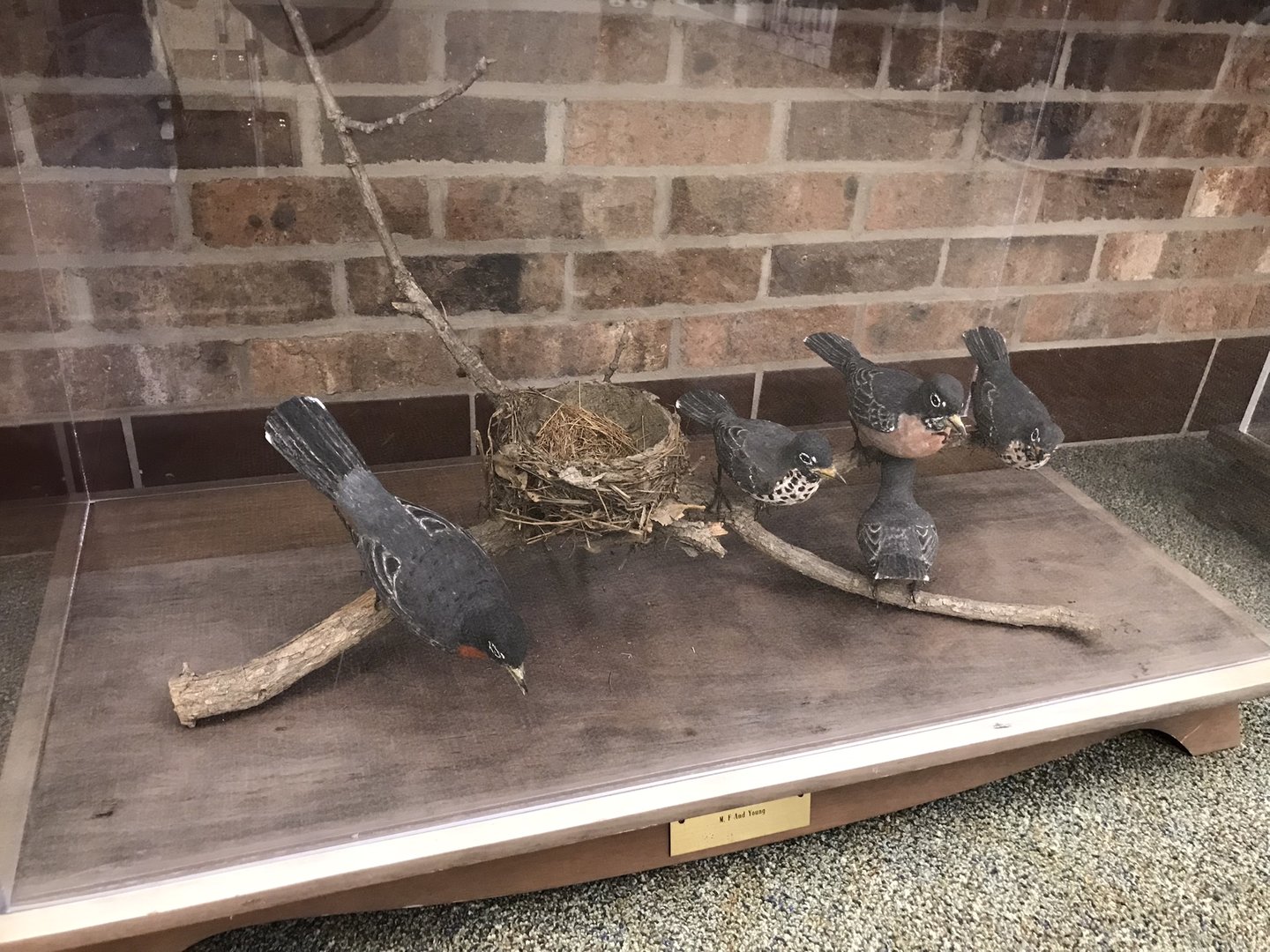 Randolph County Public Library: American Robin Carvings