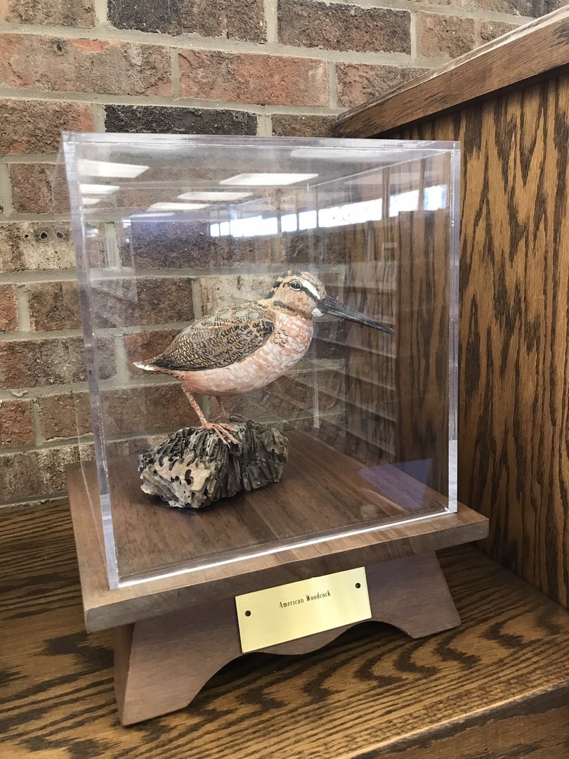 Randolph County Public Library: American Woodcock Carving