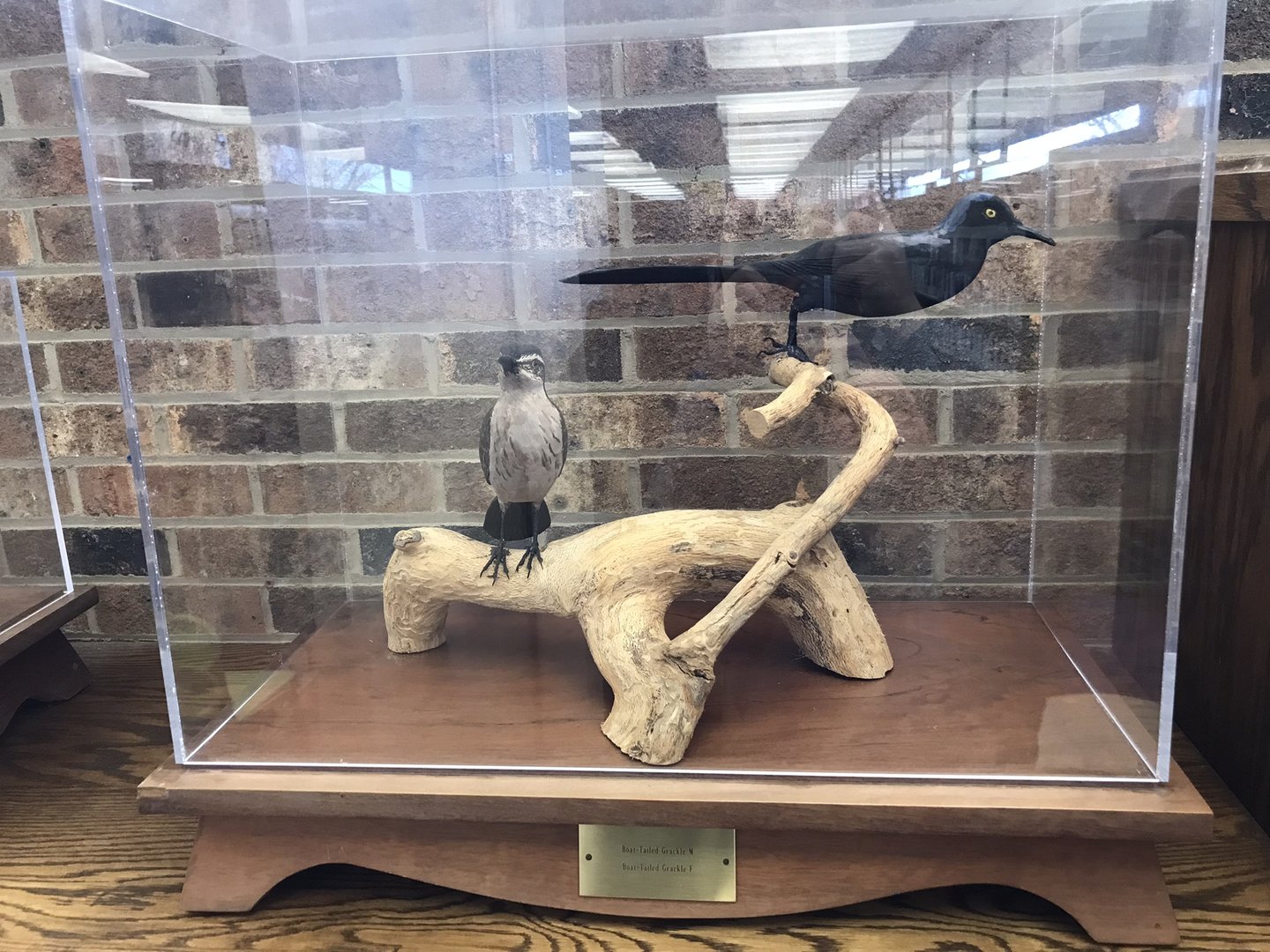 Randolph County Public Library: Boat-tailed Grackles Carving