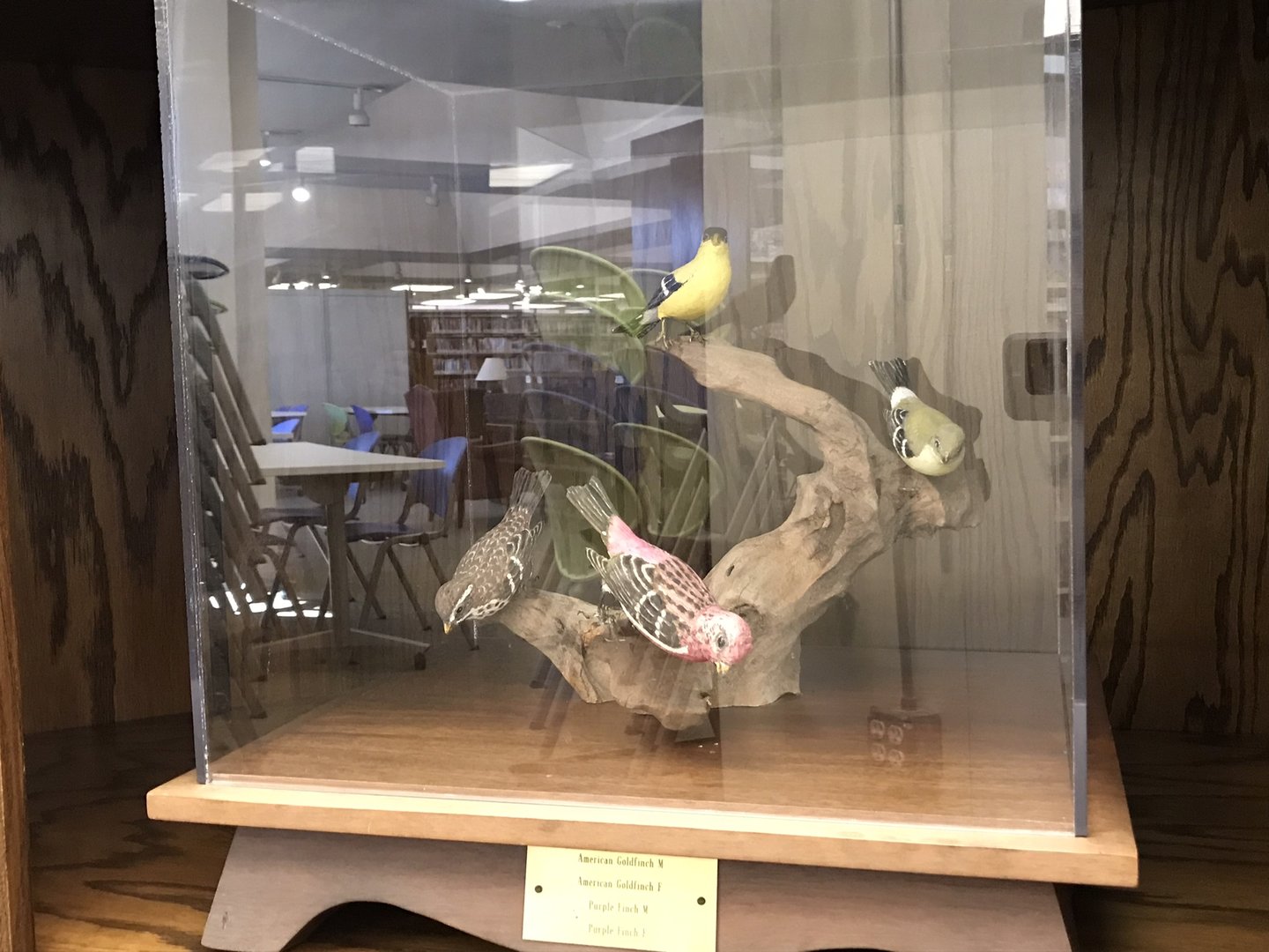 Randolph County Public Library: Goldfinch and Purple Finch Carvings
