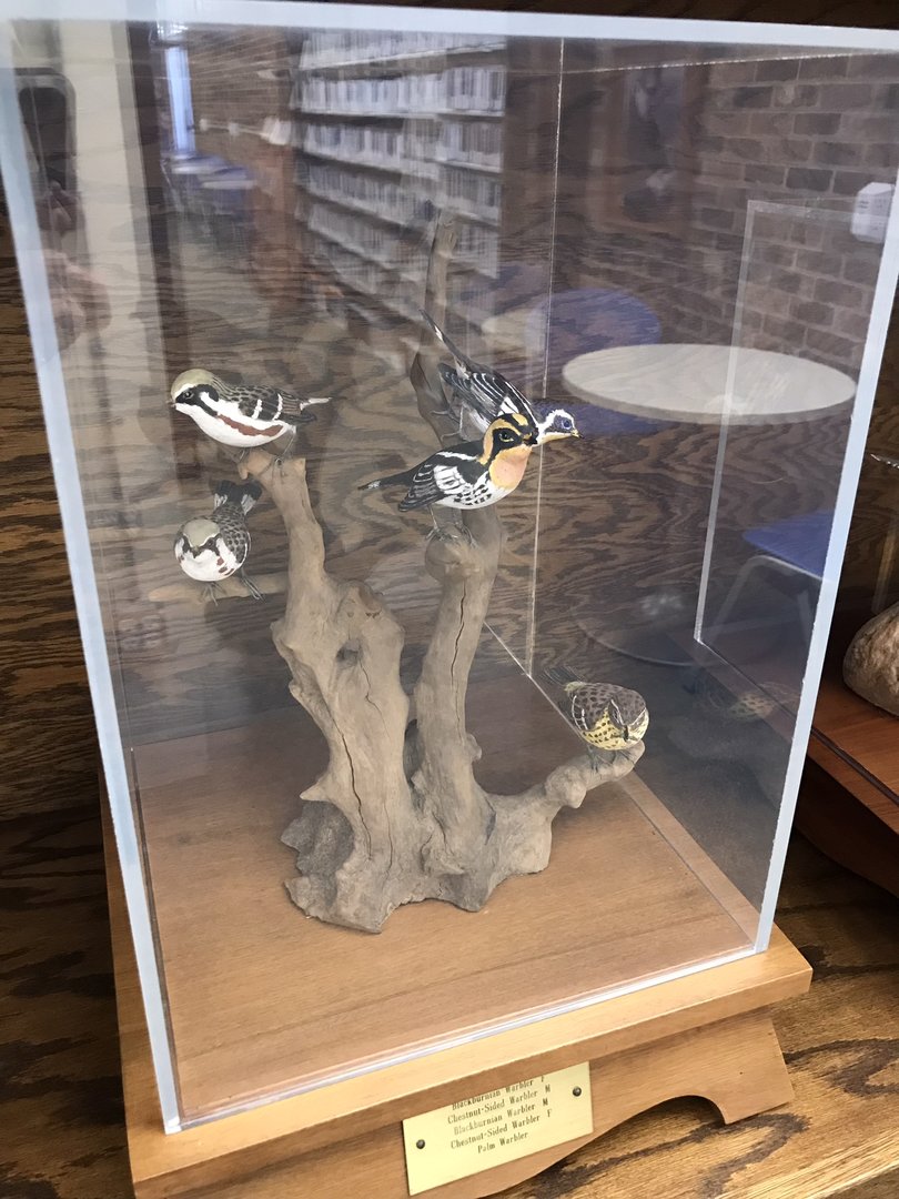 Randolph County Public Library: New World Warbler Carvings 1 of 4