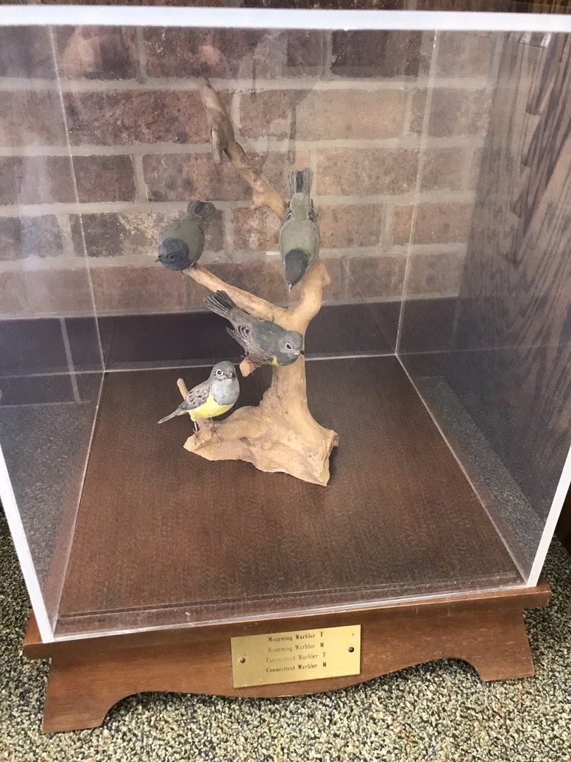 Randolph County Public Library: New World Warbler Carvings 2 of 4