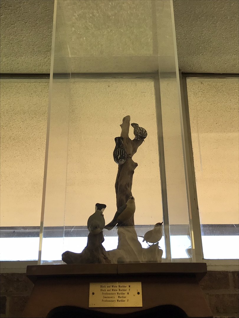 Randolph County Public Library: New World Warbler Carvings 3 of 4