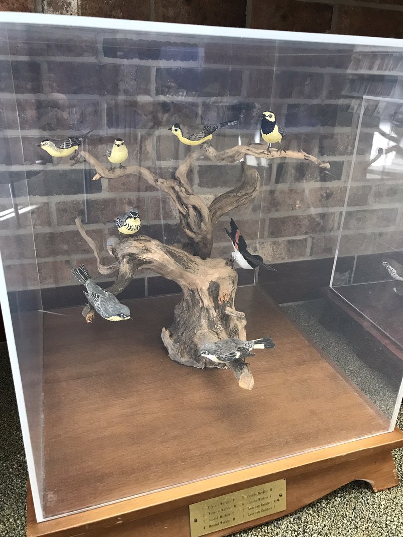Randolph County Public Library: New World Warbler Carvings 4 of 4