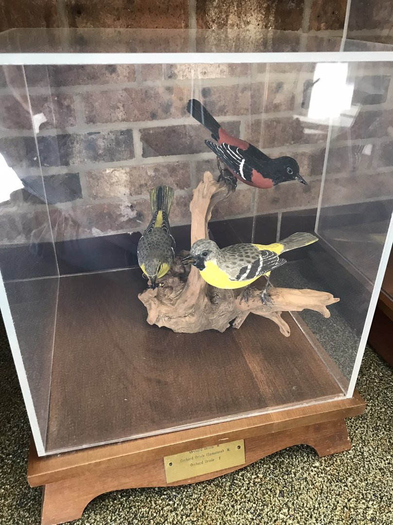Randolph County Public Library: Orchard Oriole Carvings