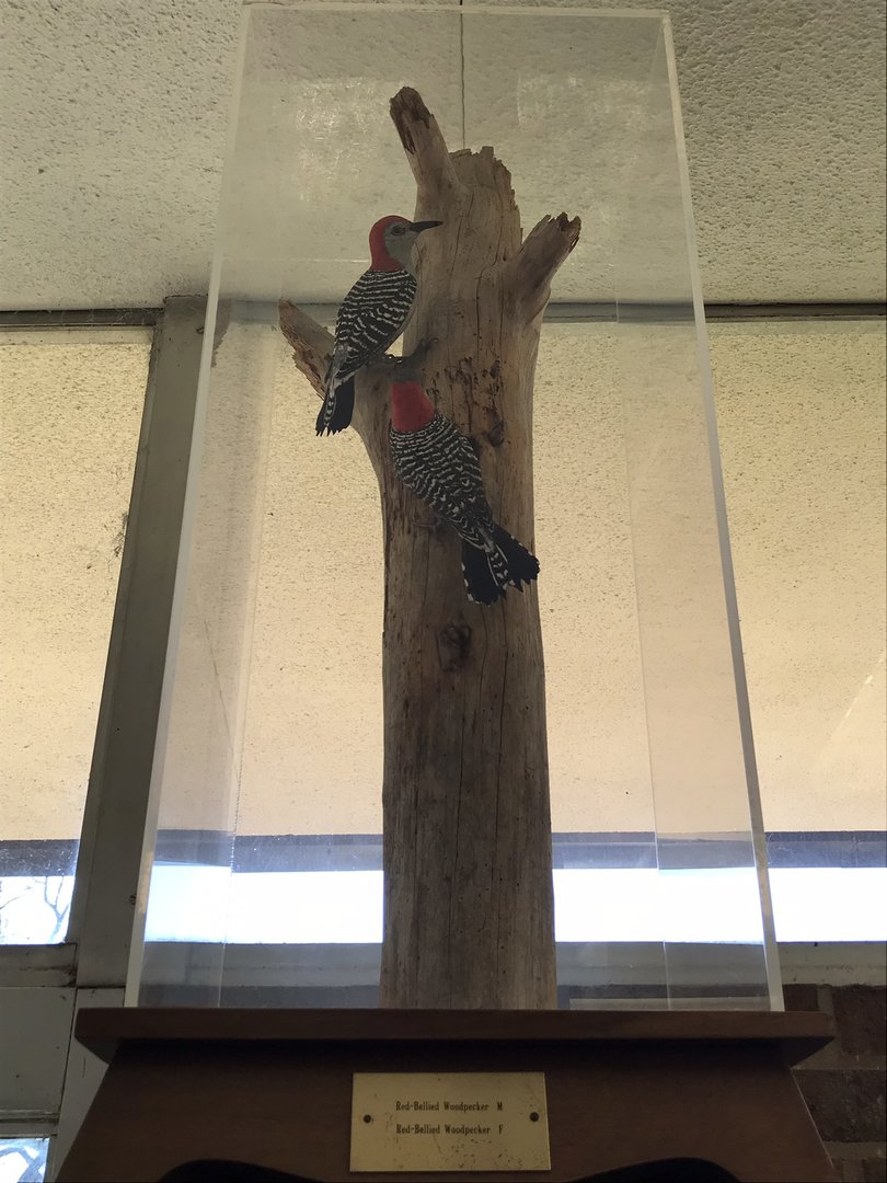 Randolph County Public Library: Red-bellied Woodpecker Carvings