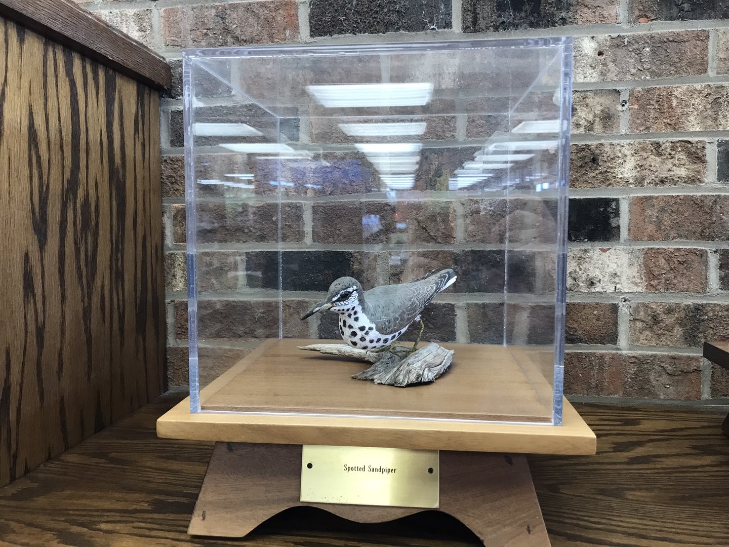 Randolph County Public Library: Spotted Sandpiper Carving