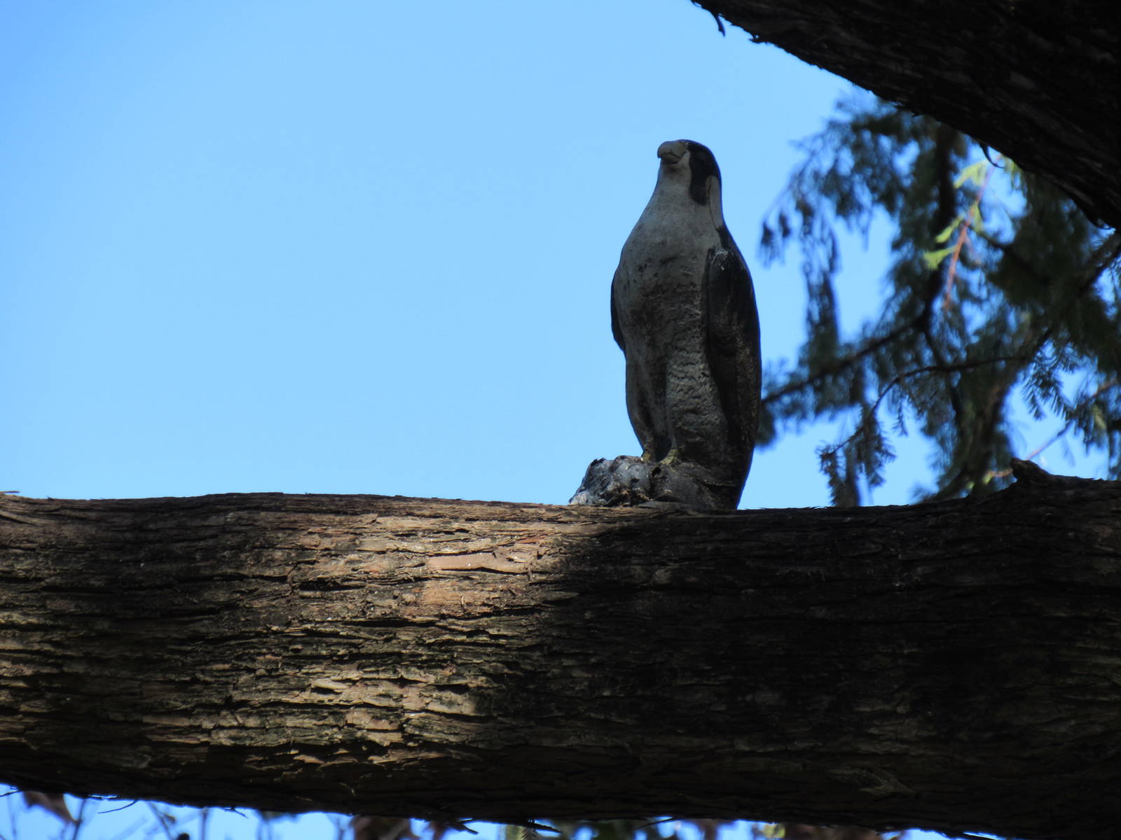 Random Falcon Statue above Cranes of the World