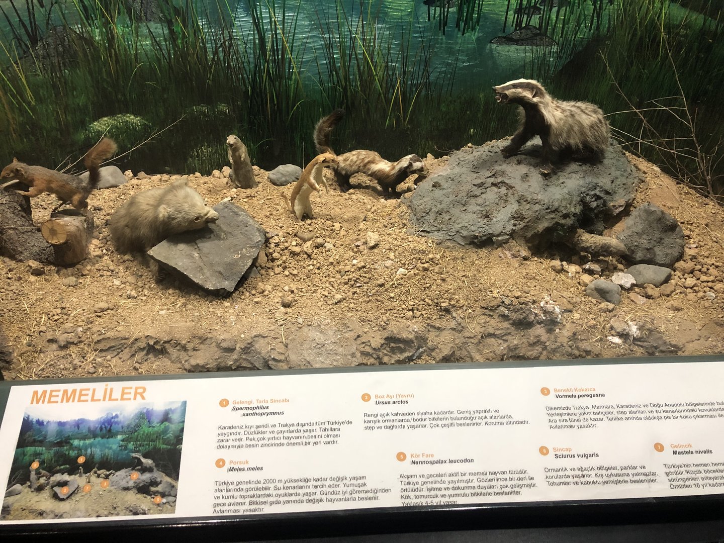 Random mammal taxidermy display at the MTA Natural History Museum