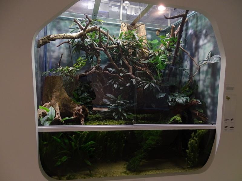 Random mixed species tank