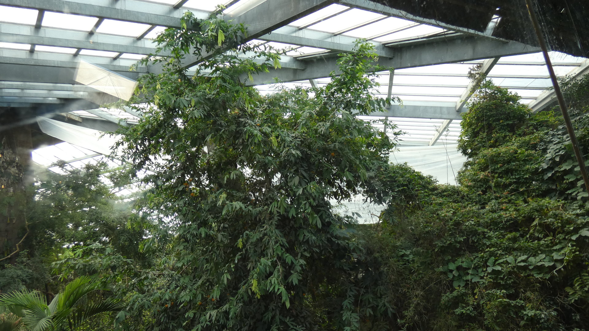 Random Plastic Tarp in the Lied Jungle - Oct. 2022