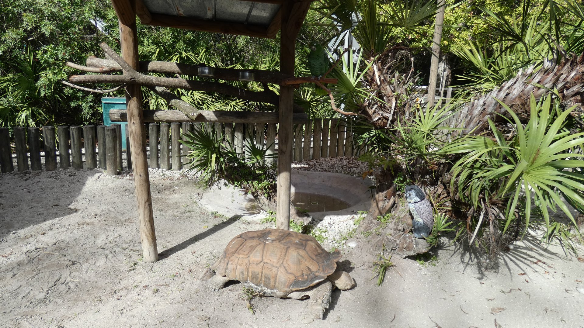 Random Tortoise/Parrot Exhibit - Jan. 2022