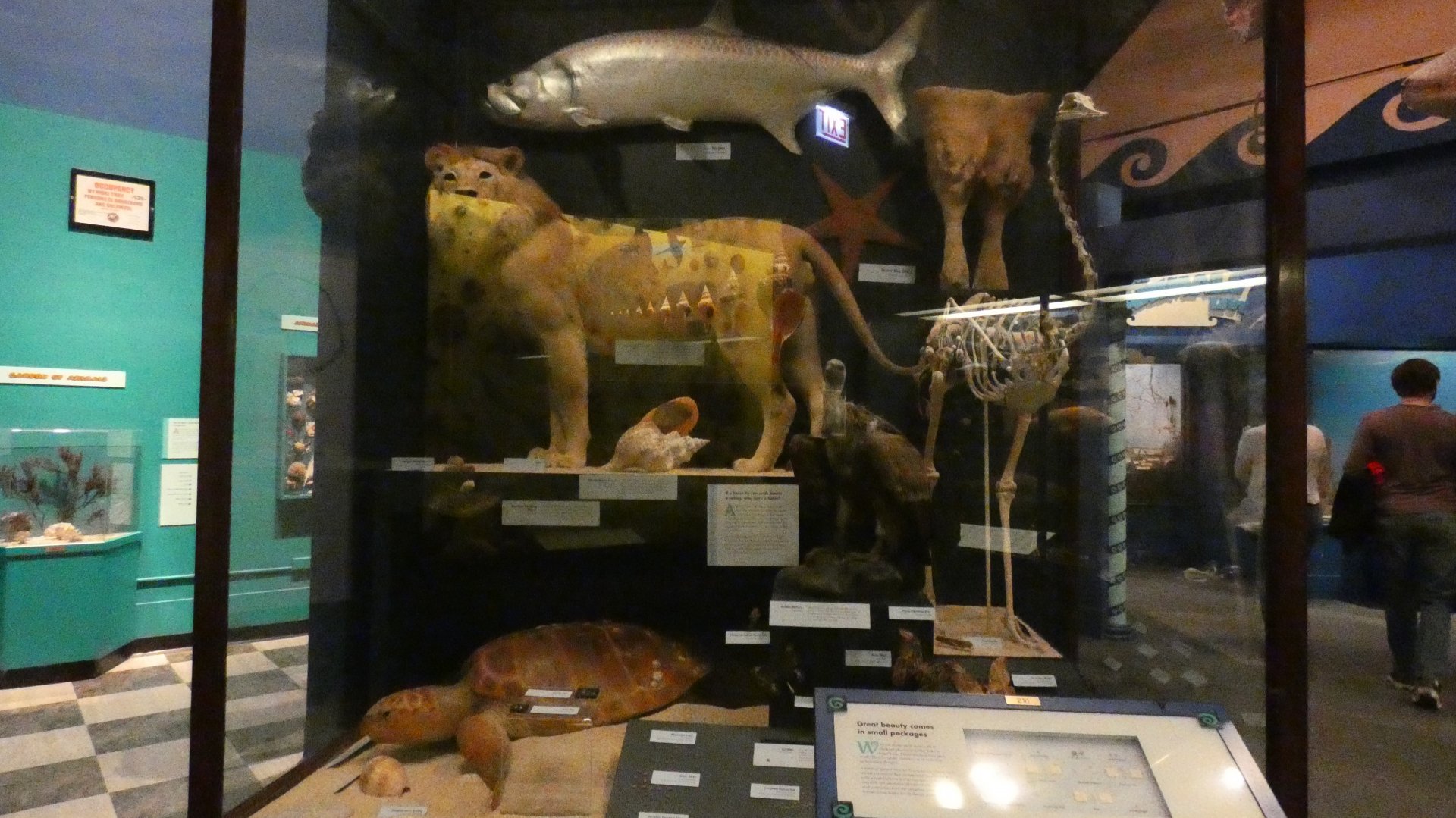 Randomized Taxidermied Animal Display, What is an Animal - Feb. 2022