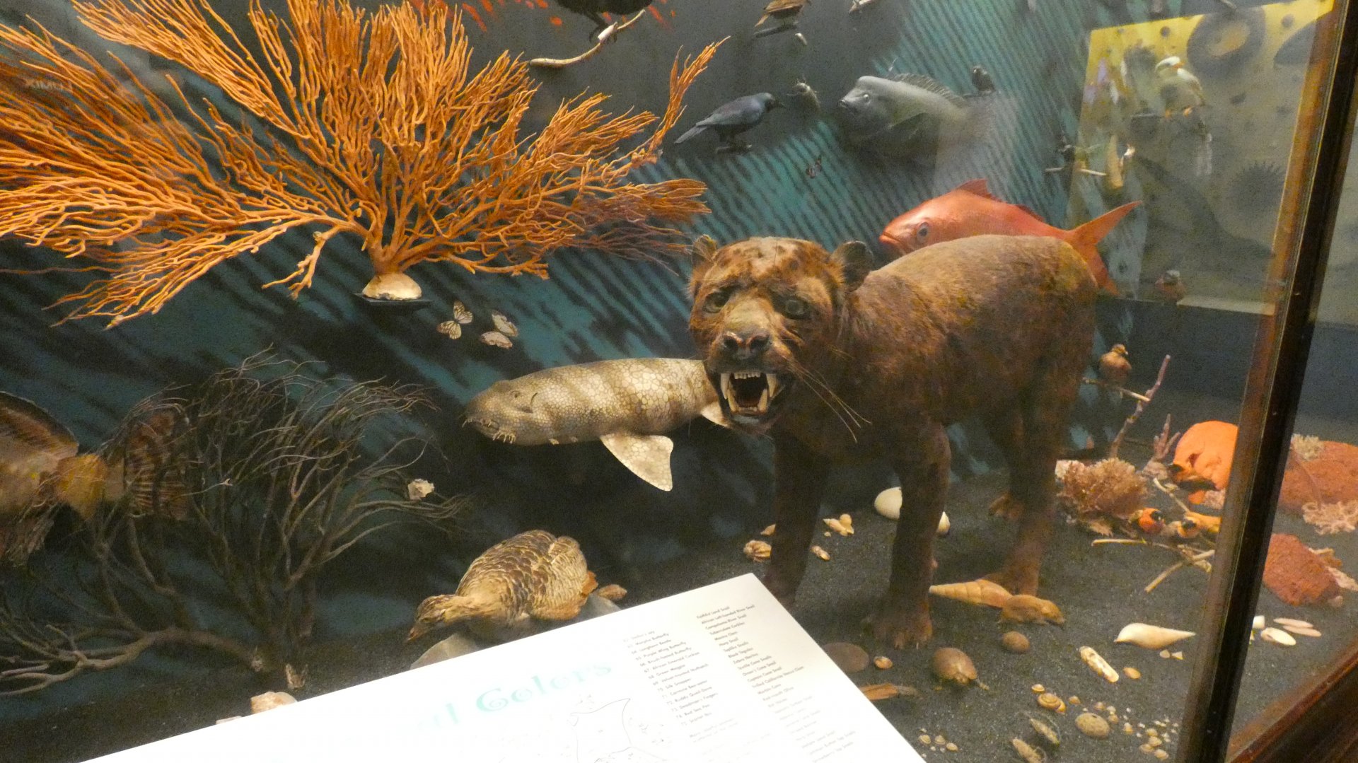 Randomized Taxidermied Animal Display, What is an Animal - Feb. 2022