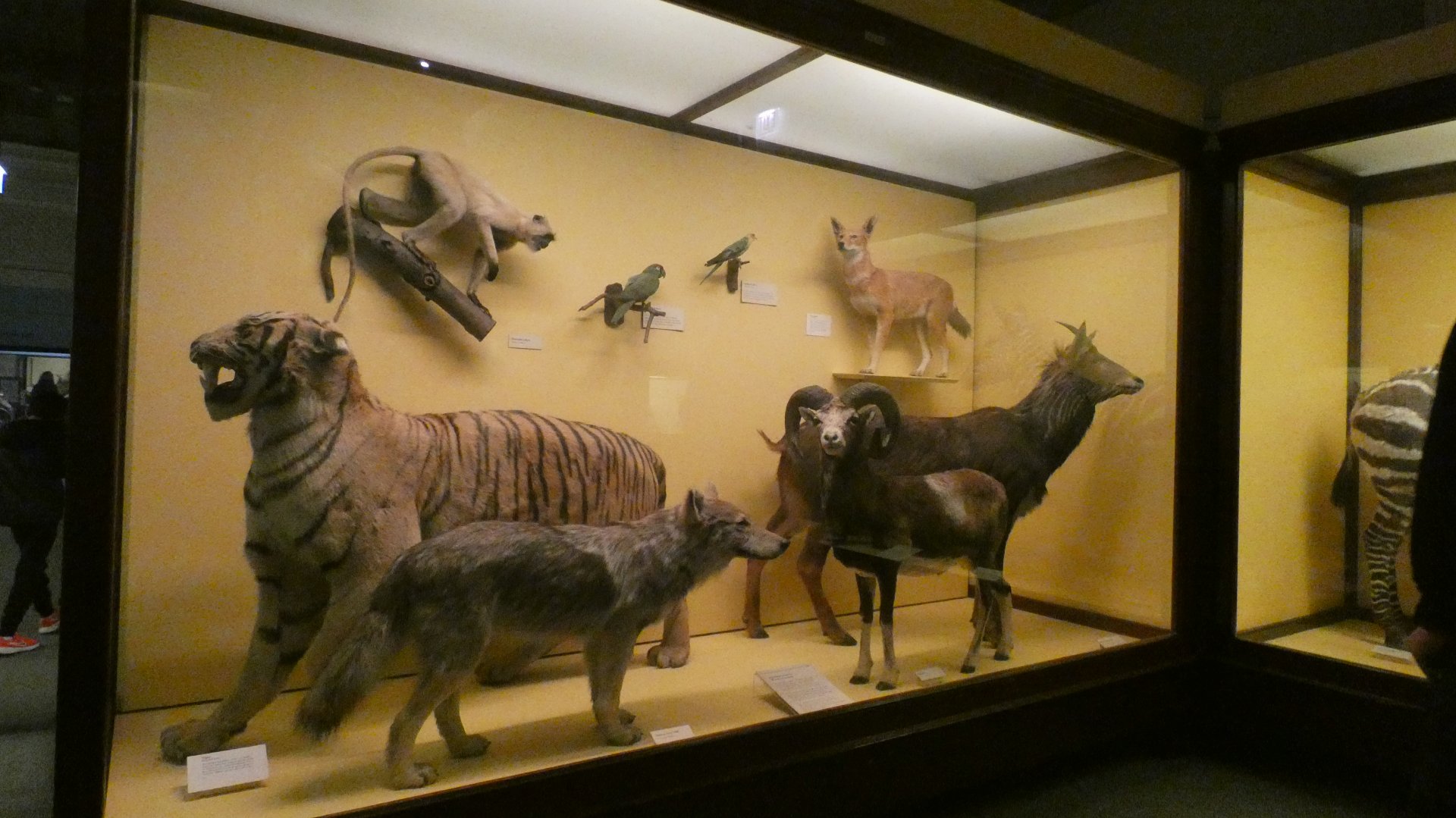 Randomized Taxidermied Animal Display, What is an Animal - Feb. 2022