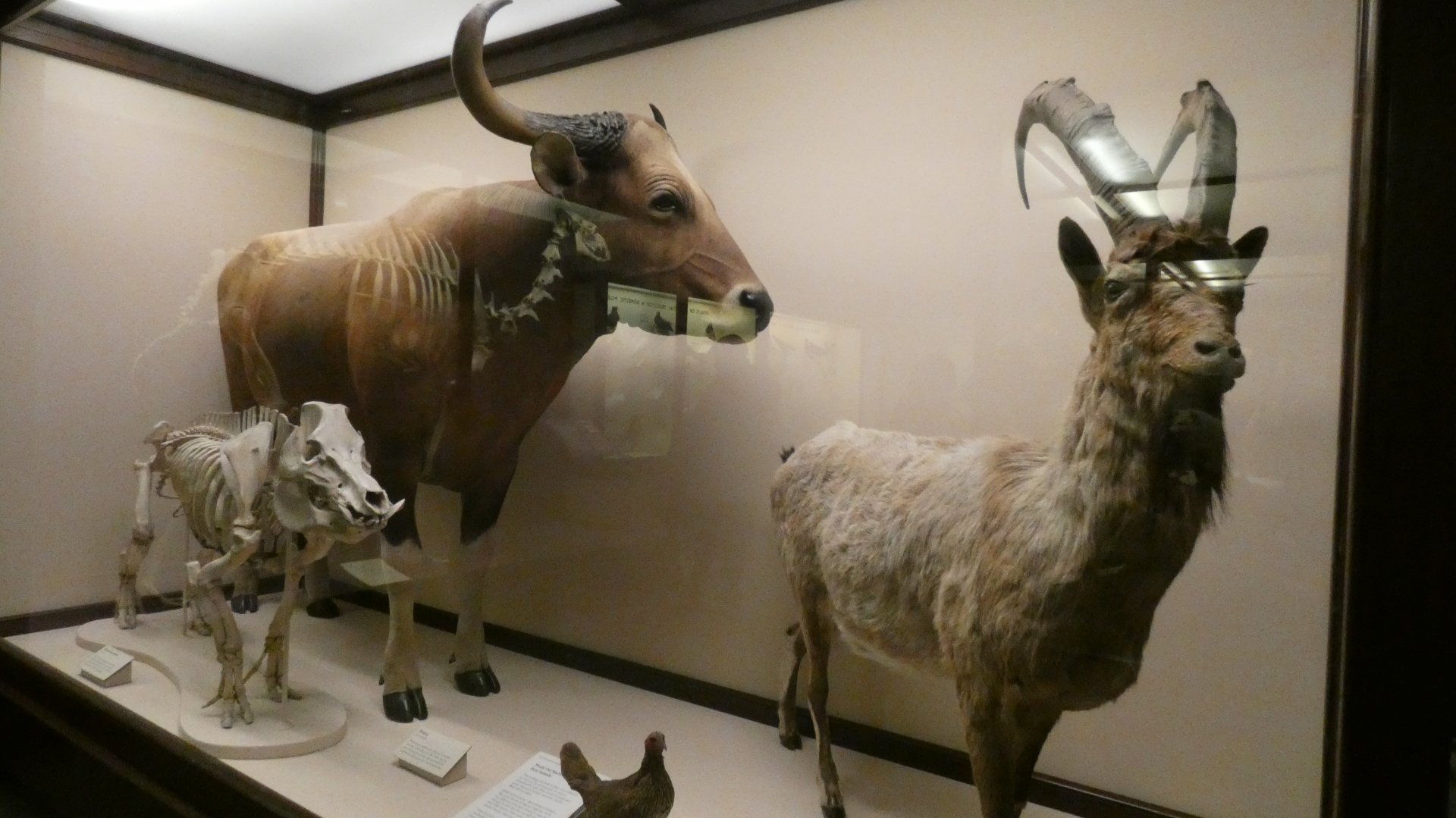 Randomized Taxidermied Animal Display, What is an Animal - Feb. 2022