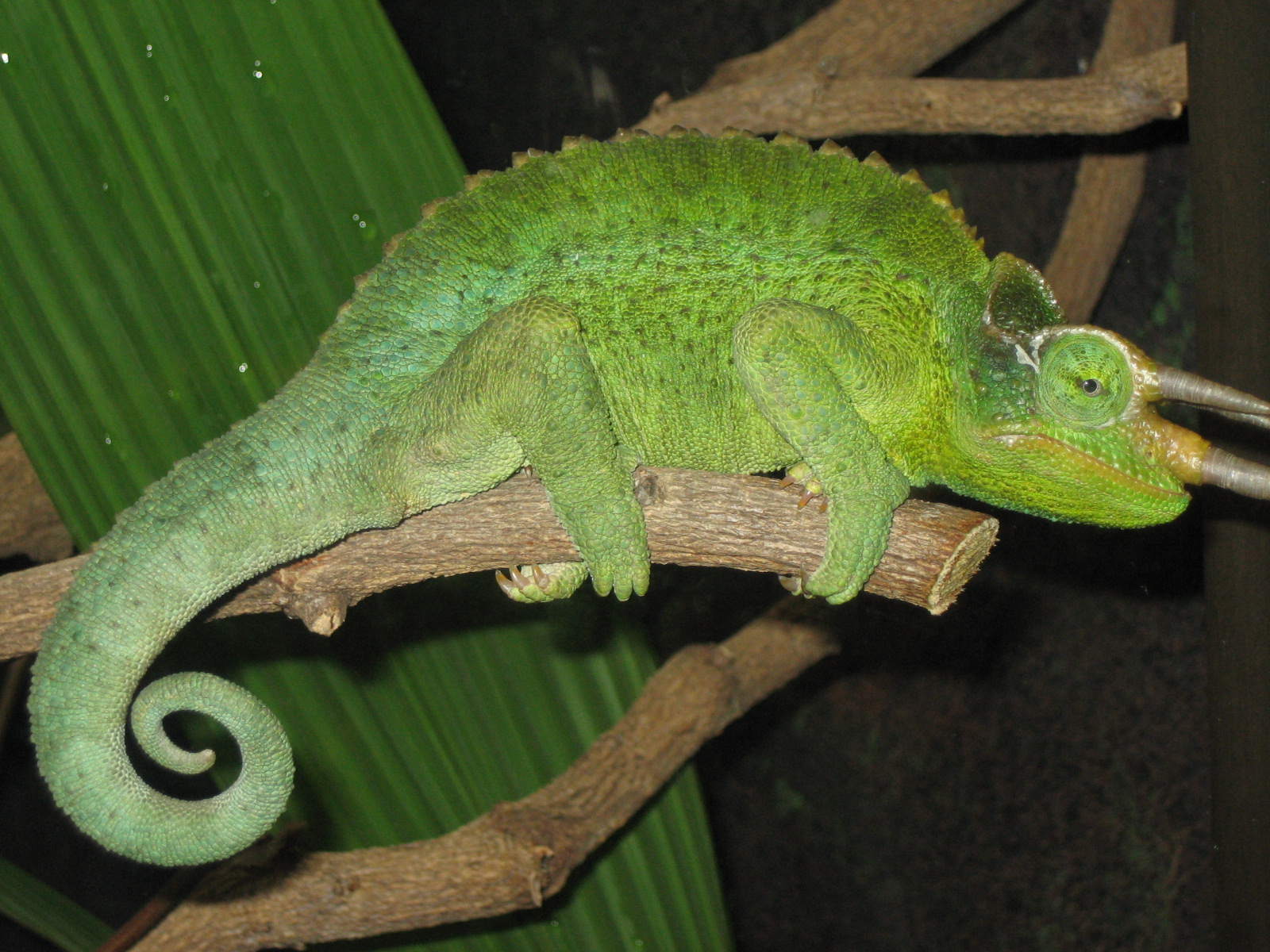 Randomns from Melbourne