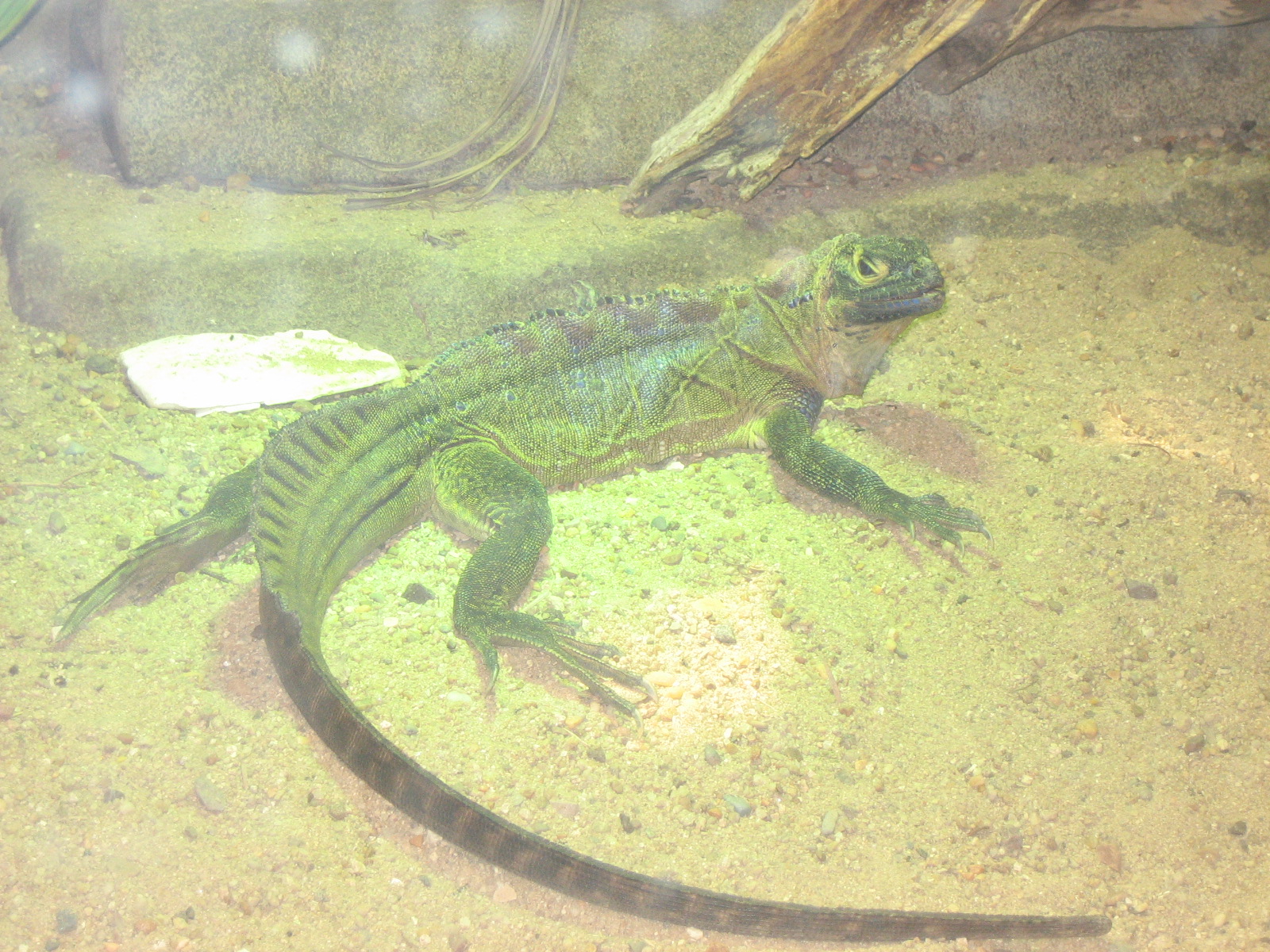 Randomns from Melbourne