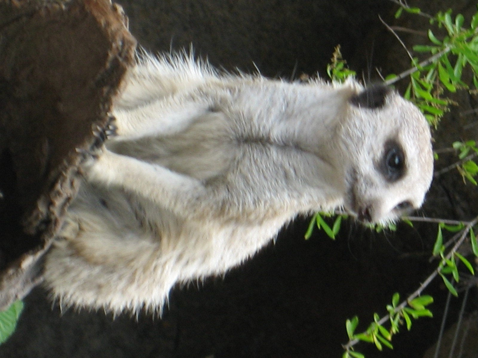 Randomns from Melbourne