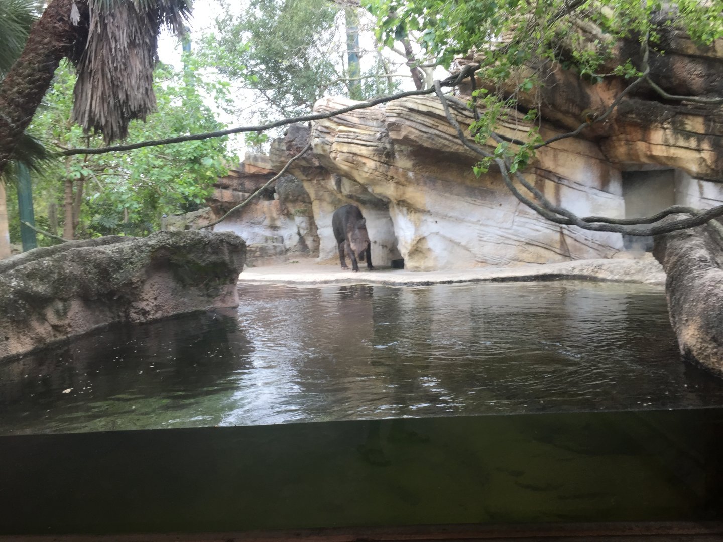Range of the Jaguar- Baird's Tapir/Capybara
