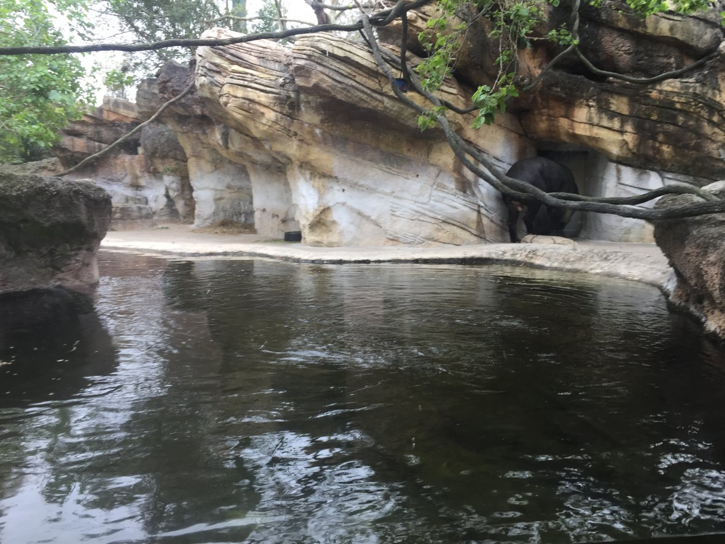 Range of the Jaguar- Baird's Tapir/Capybara