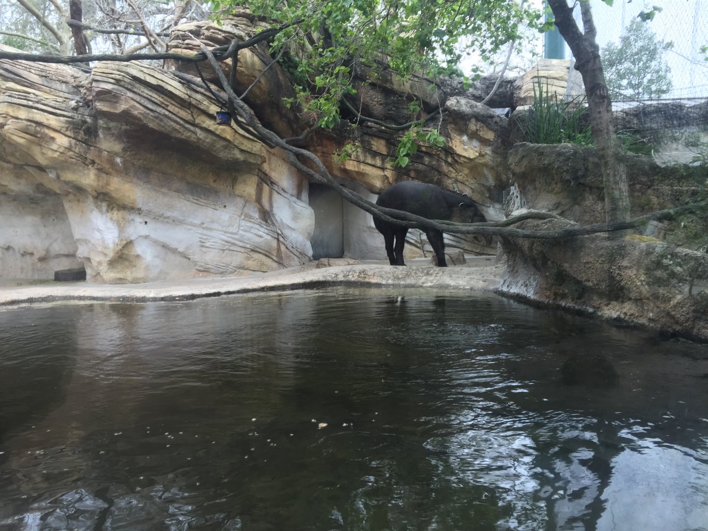 Range of the Jaguar- Baird's Tapir/Capybara