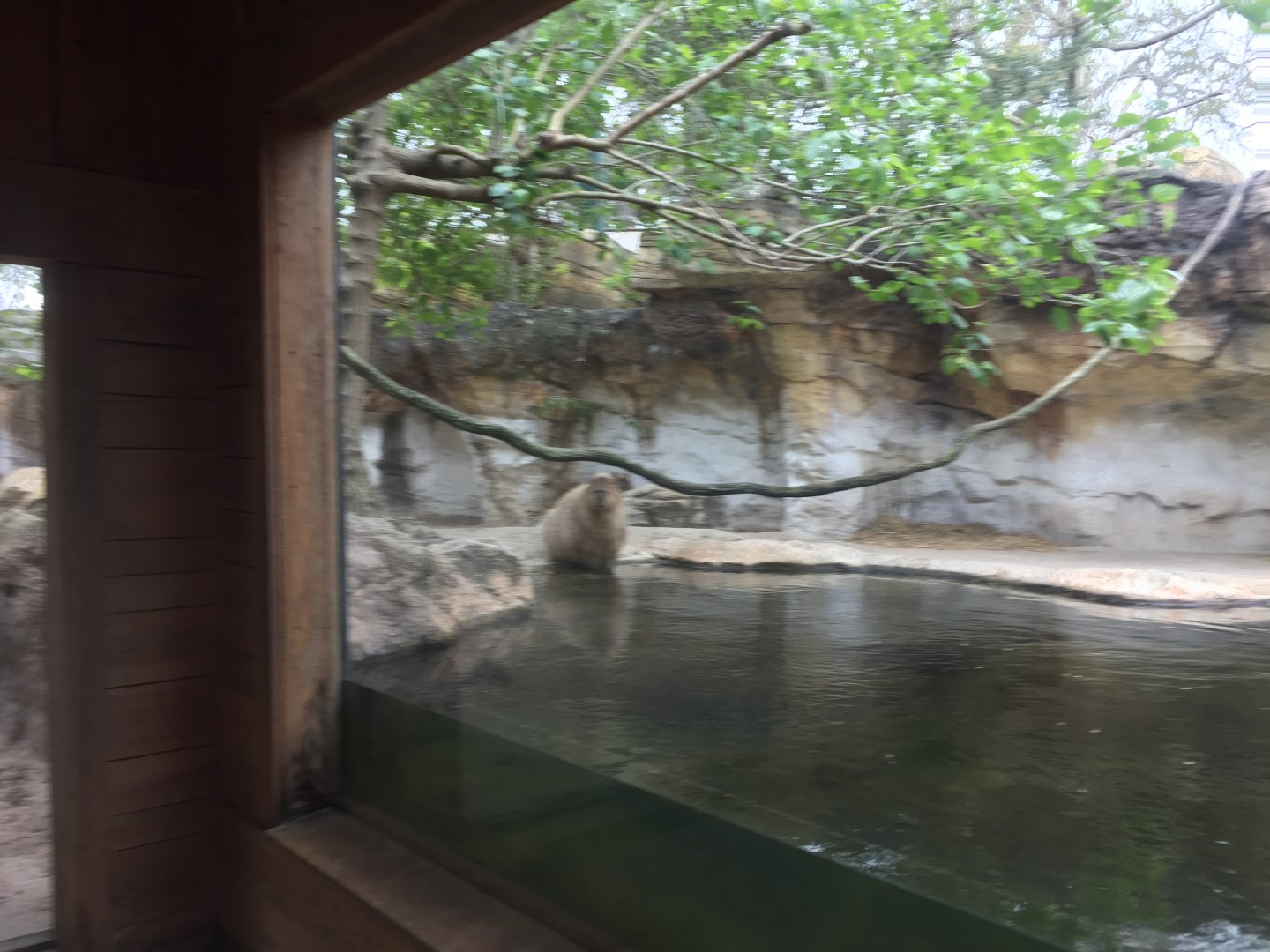 Range of the Jaguar- Baird's Tapir/Capybara