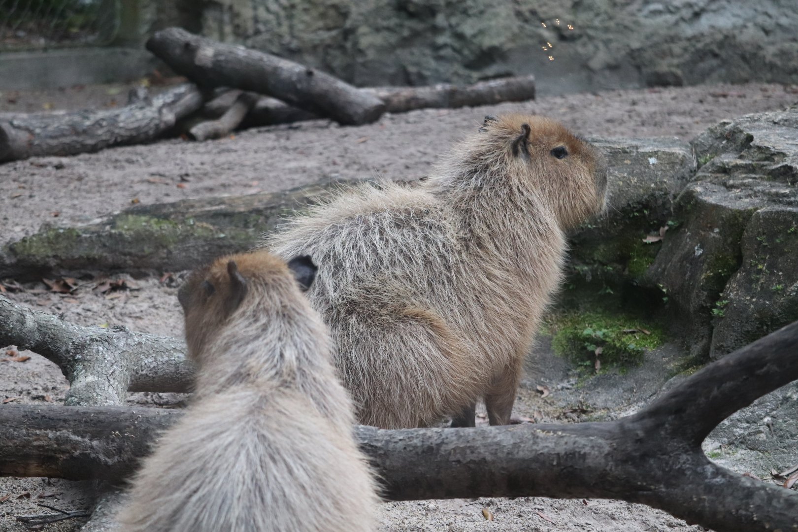 Range of the Jaguar - Capybara