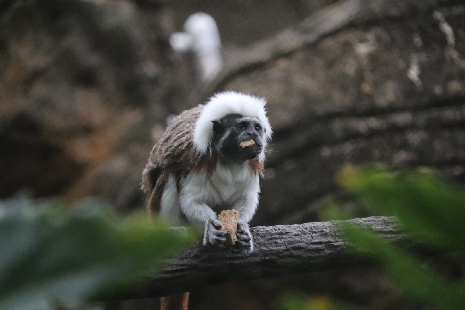 Range of the Jaguar - Cotton-Top Tamarin