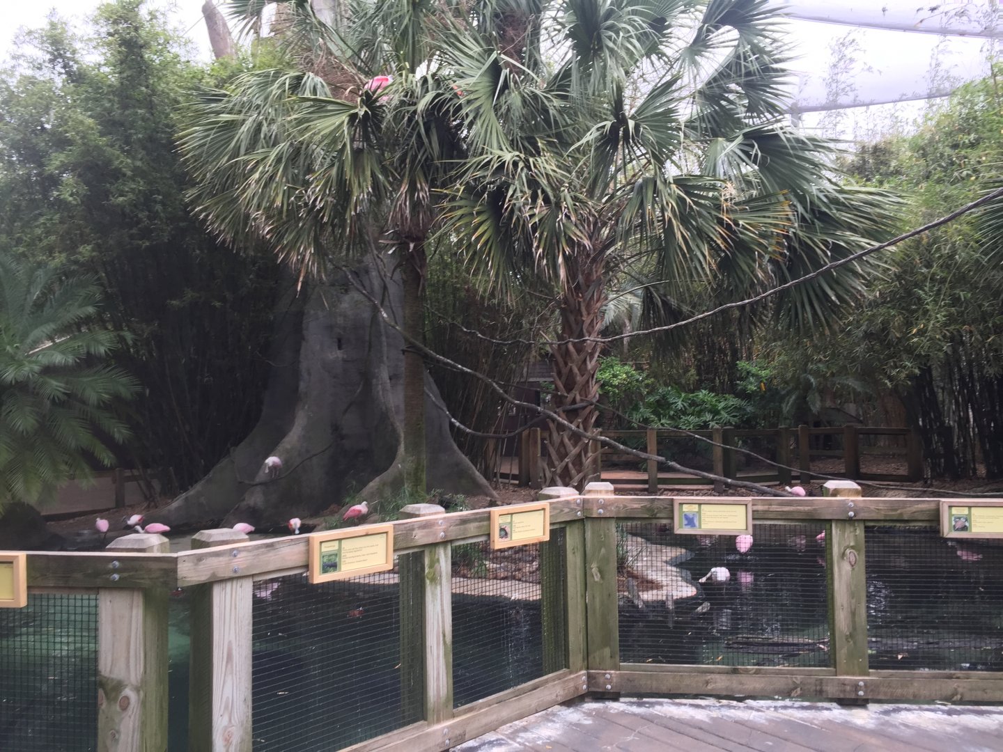 Range of the Jaguar- Emerald Forest- Aviary