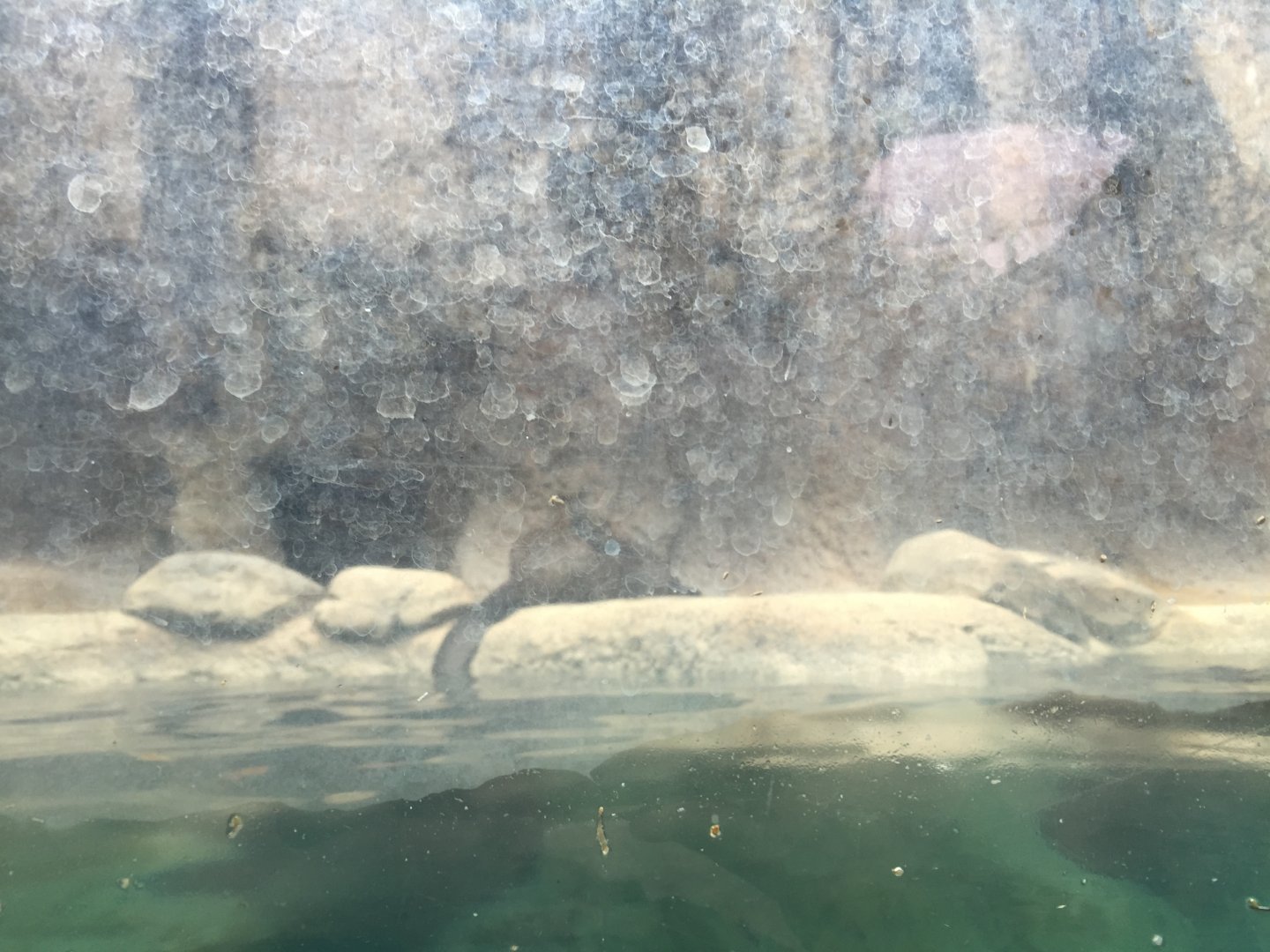 Range of the Jaguar- Emerald Forest- Giant Otter